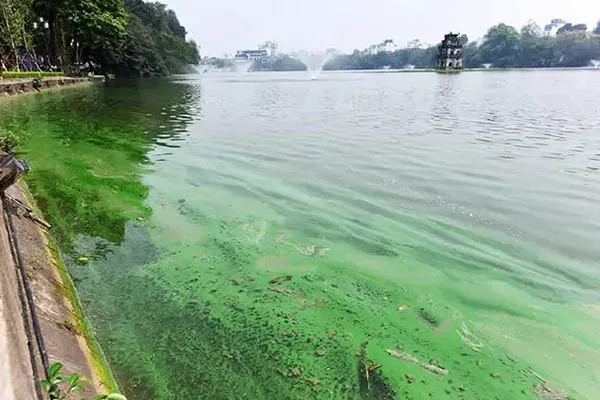 ô nhiễm nguồn nước do hoạt động phì dưỡng tự nhiên