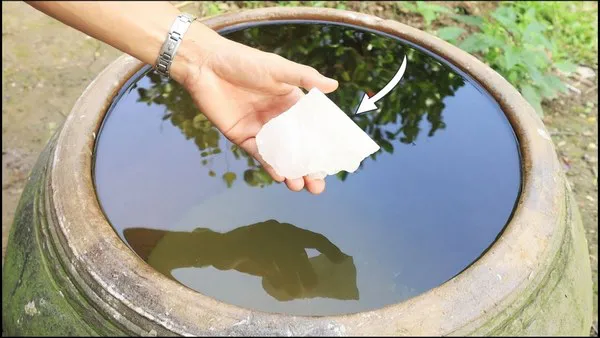 cách khử mùi bùn bằng phèn chua